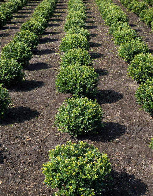 Berg-Ilex 'Glorie Gem'