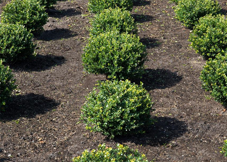 Berg-Ilex 'Glorie Gem'