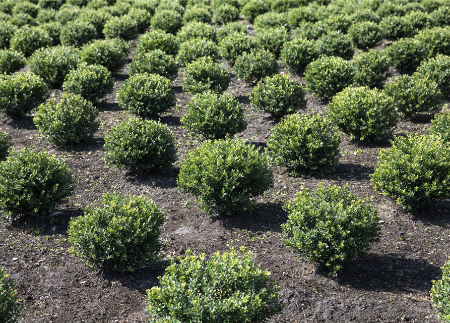 Berg-Ilex 'Glorie Gem'