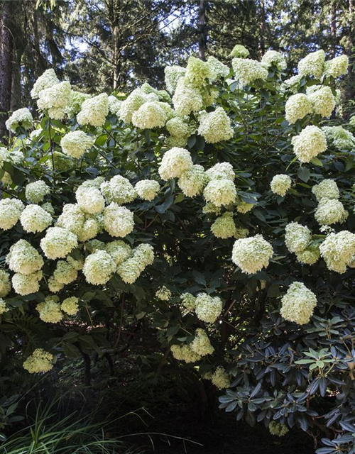 Hydrangea paniculata 'Phantom'