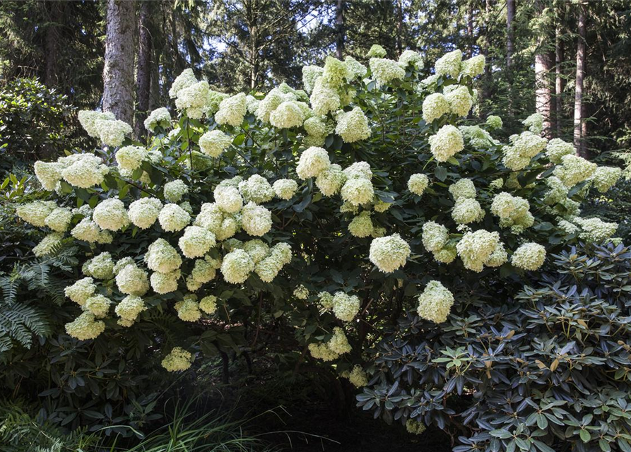 Hydrangea paniculata 'Phantom'