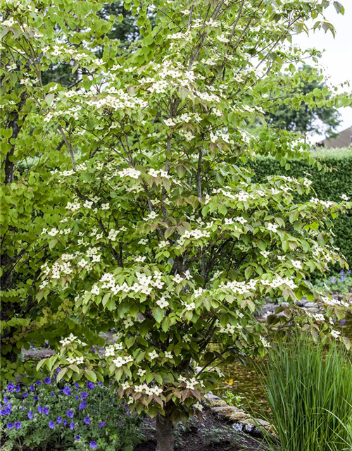 Japanischer Blumen-Hartriegel 'Teutonia'