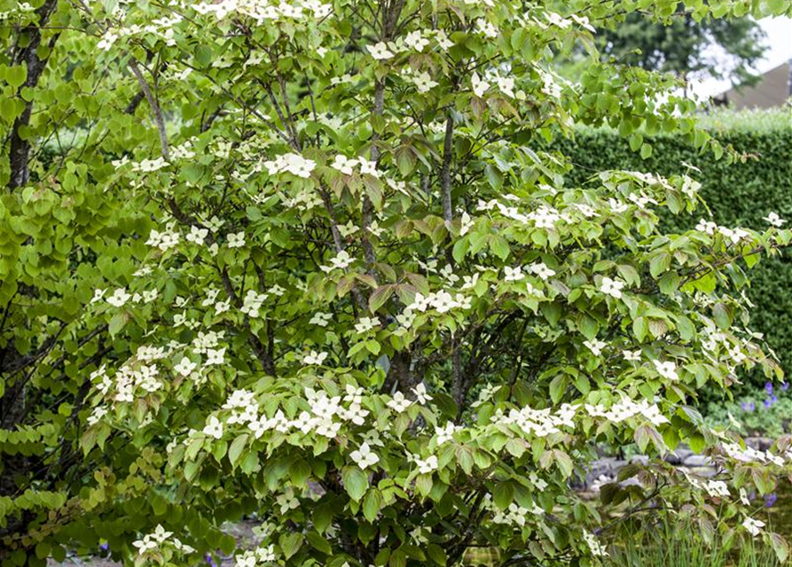 Japanischer Blumen-Hartriegel 'Teutonia'