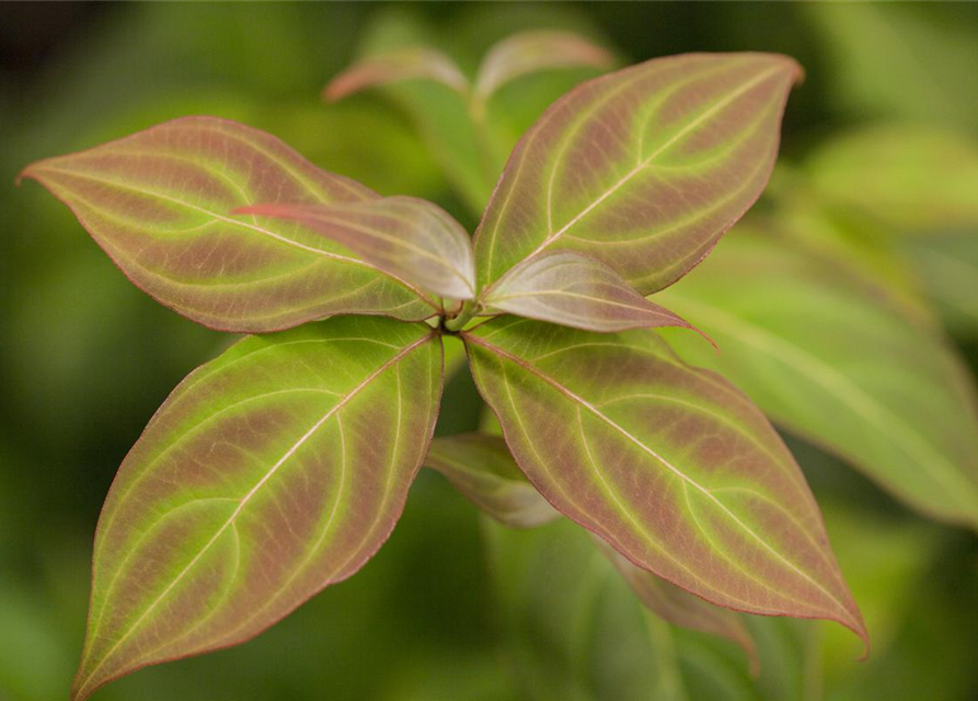 Japanischer Blumen-Hartriegel 'Teutonia'