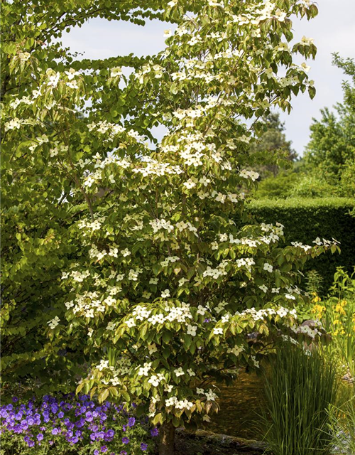 Japanischer Blumen-Hartriegel 'Teutonia'