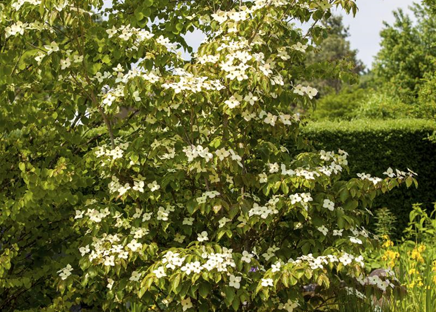 Japanischer Blumen-Hartriegel 'Teutonia'