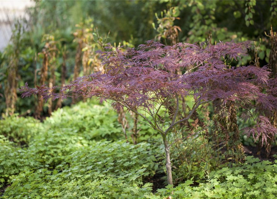 Fächerahorn 'Inaba-shidare'