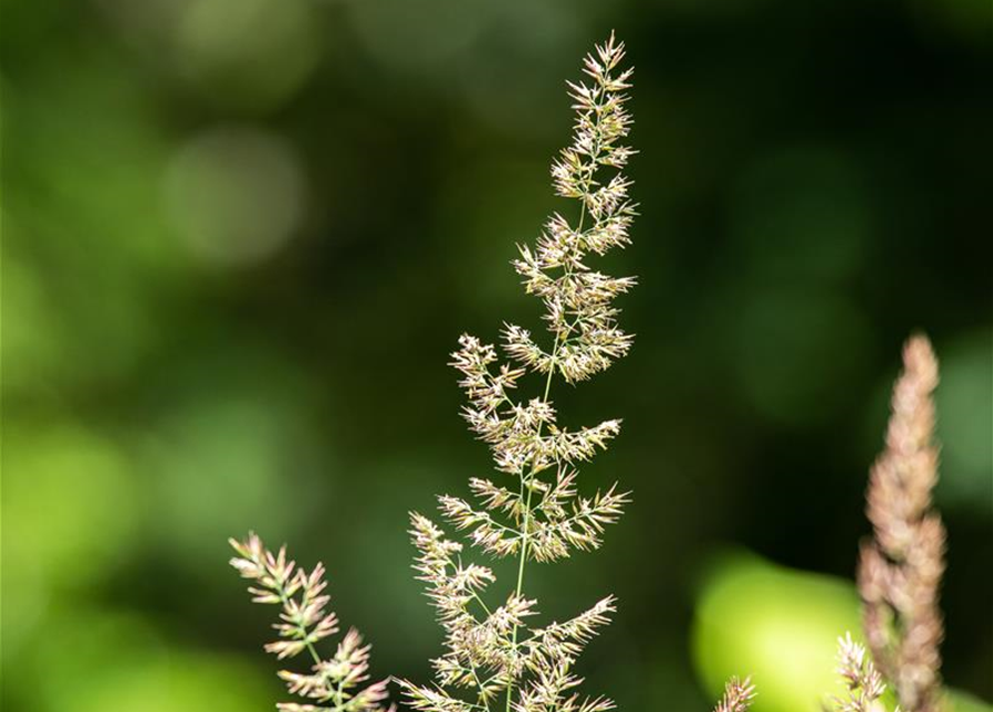 Blaugraues Schillergras 'Coolio'