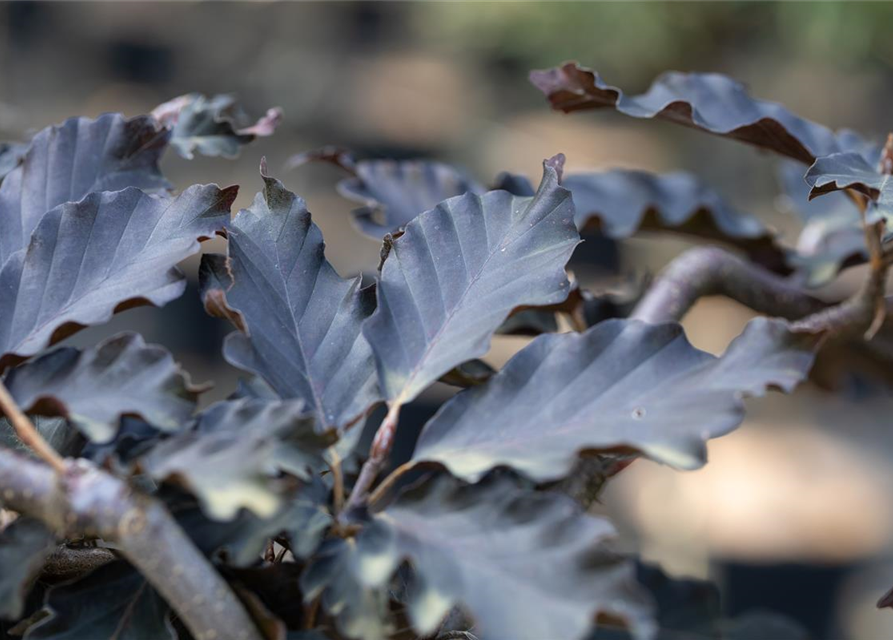 Rotbuche 'Rohan Weeping'