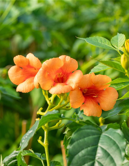 Campsis radicans 'Indian Summer'® 