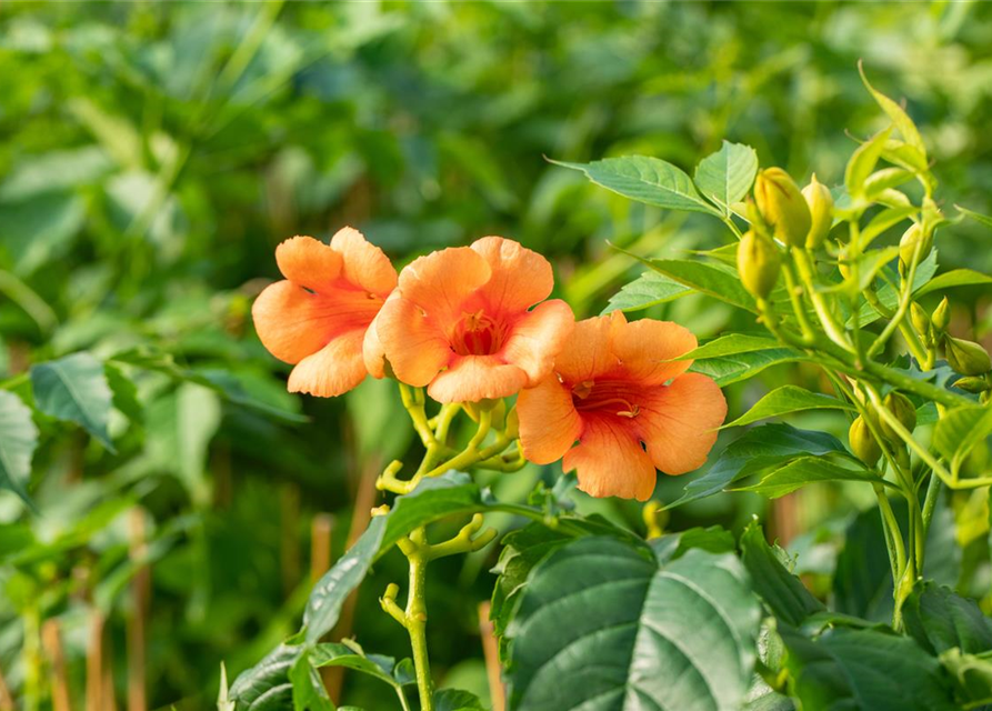 Campsis radicans 'Indian Summer'® 