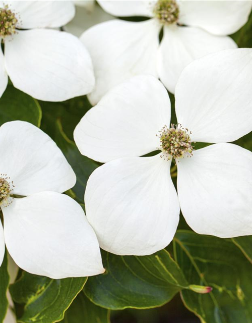 Japanischer Blumen-Hartriegel 'White Fountain'