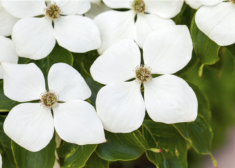 Japanischer Blumen-Hartriegel 'White Fountain'