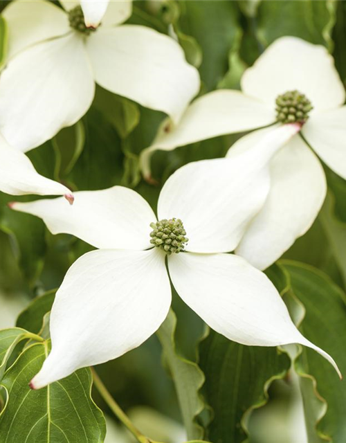 Japanischer Blumen-Hartriegel 'White Fountain'