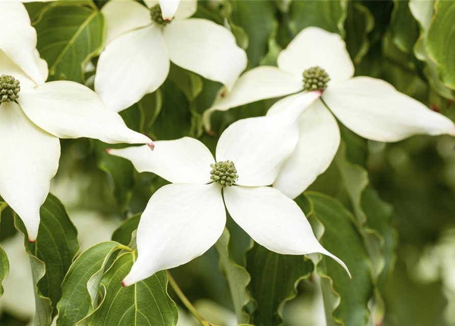 Japanischer Blumen-Hartriegel 'White Fountain'