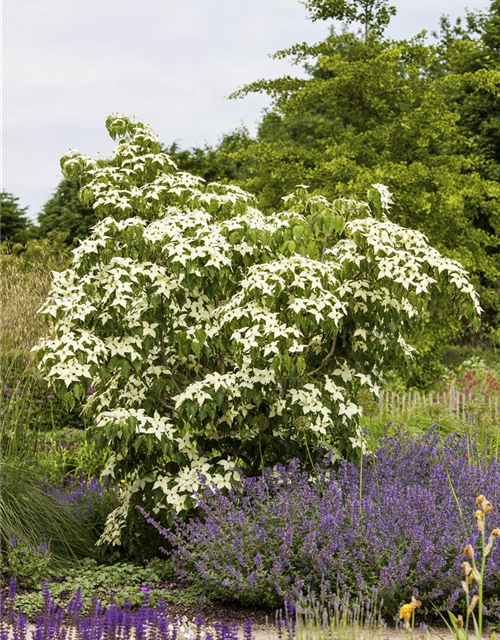 Japanischer Blumen-Hartriegel 'White Fountain'