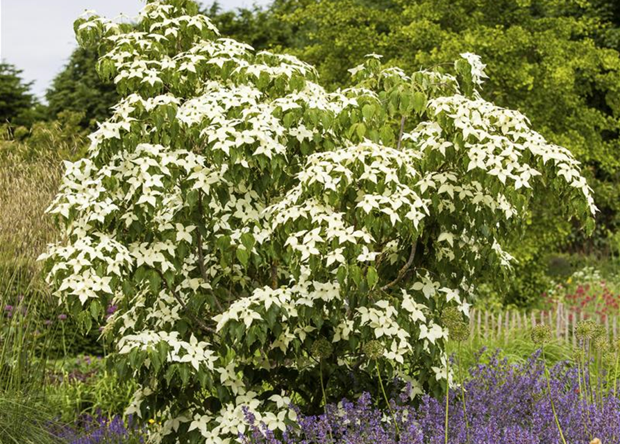 Japanischer Blumen-Hartriegel 'White Fountain'