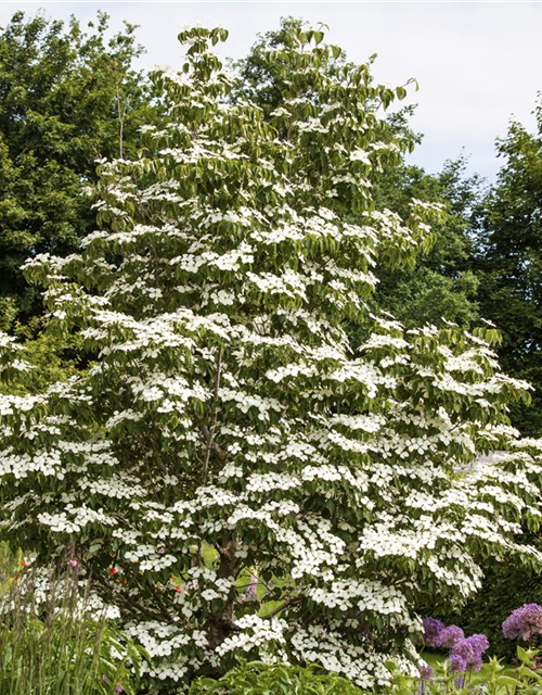 Japanischer Blumen-Hartriegel 'White Fountain'