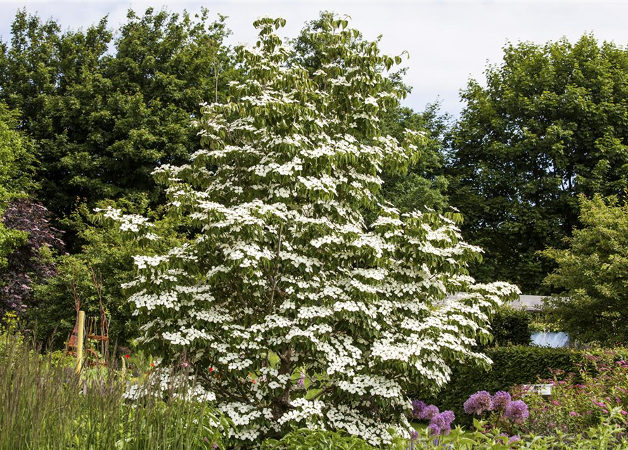 Japanischer Blumen-Hartriegel 'White Fountain'