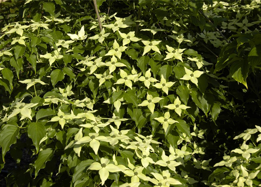 Japanischer Blumen-Hartriegel 'White Fountain'