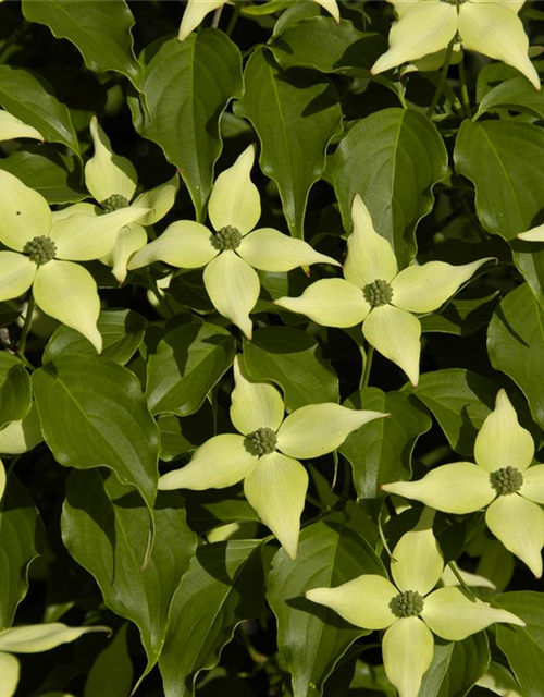 Japanischer Blumen-Hartriegel 'White Fountain'