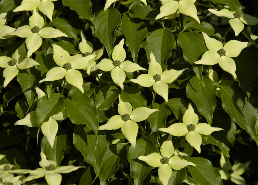 Japanischer Blumen-Hartriegel 'White Fountain'