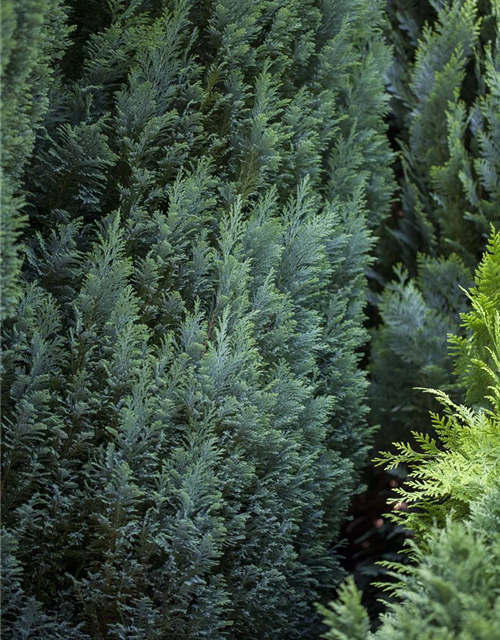 Chamaecyparis lawsoniana 'Ellwood's Pillar'