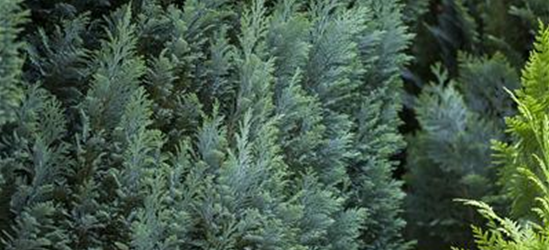 Chamaecyparis lawsoniana 'Ellwood's Pillar'