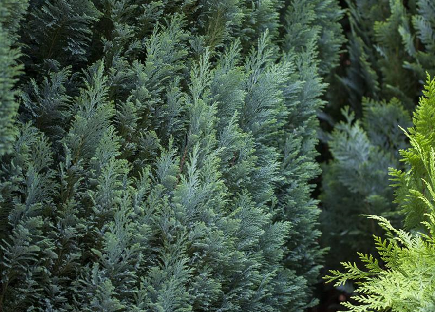 Chamaecyparis lawsoniana 'Ellwood's Pillar'