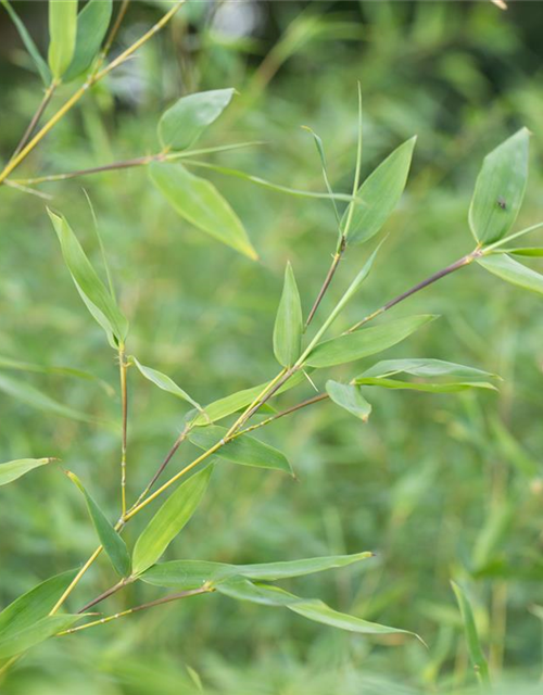 Fargesia murielae 'Early Green'