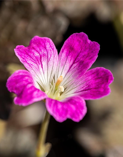 Garten-Storchschnabel 'Orkney Cherry'(s)