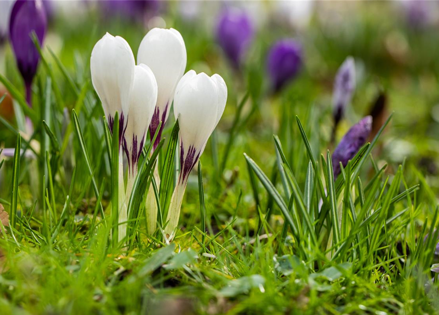 Botanische Krokusse