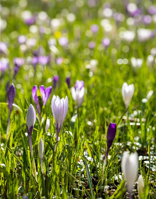 Botanische Krokusse