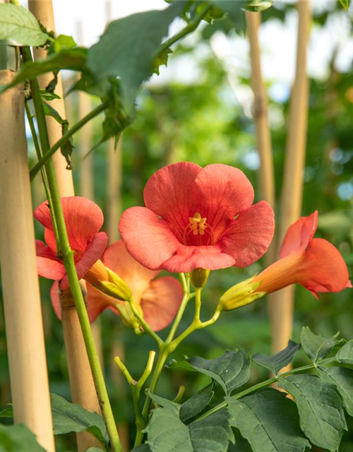 Campsis radicans 'Stromboli'®