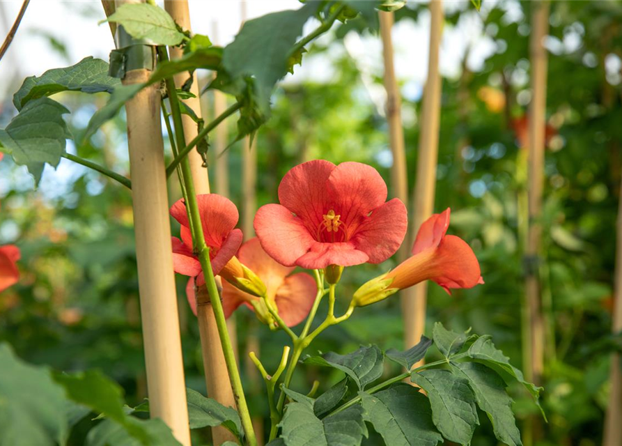 Campsis radicans 'Stromboli'®