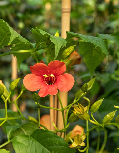 Campsis radicans 'Stromboli'®