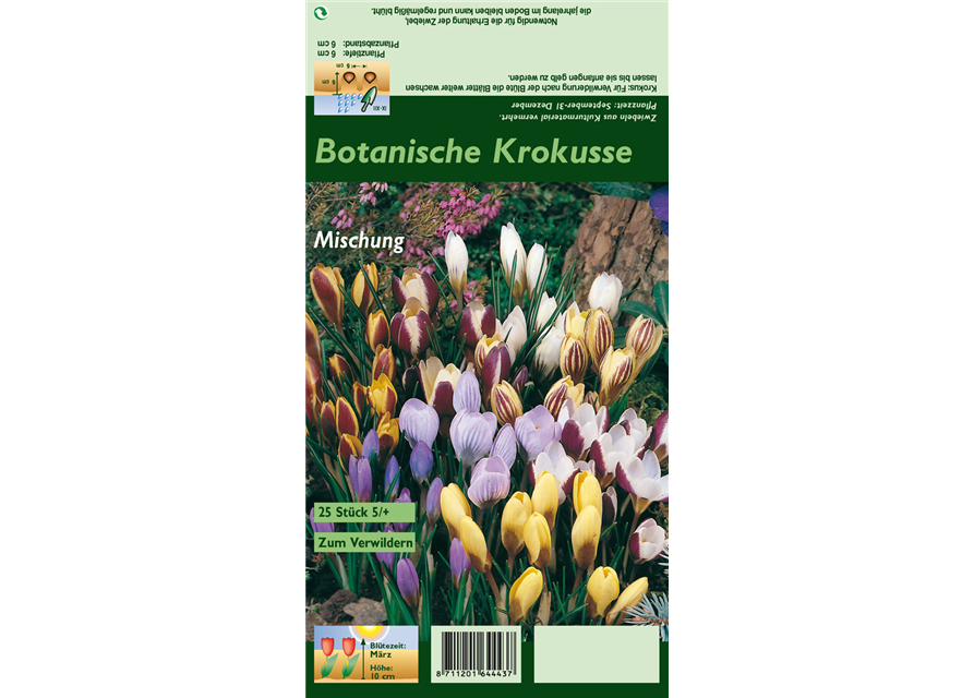 Botanische Krokusse