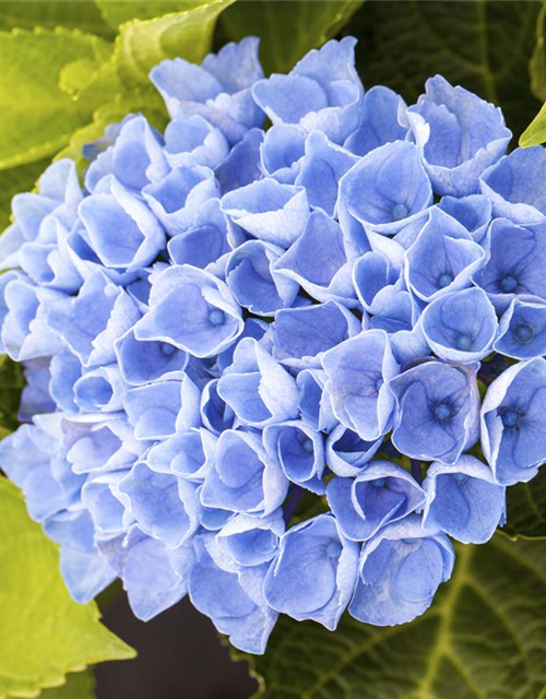 Hortensie 'Magical Revolution'®