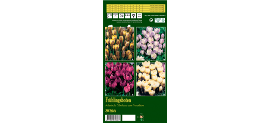 Botanische Krokusse 'Frühlingsboten'