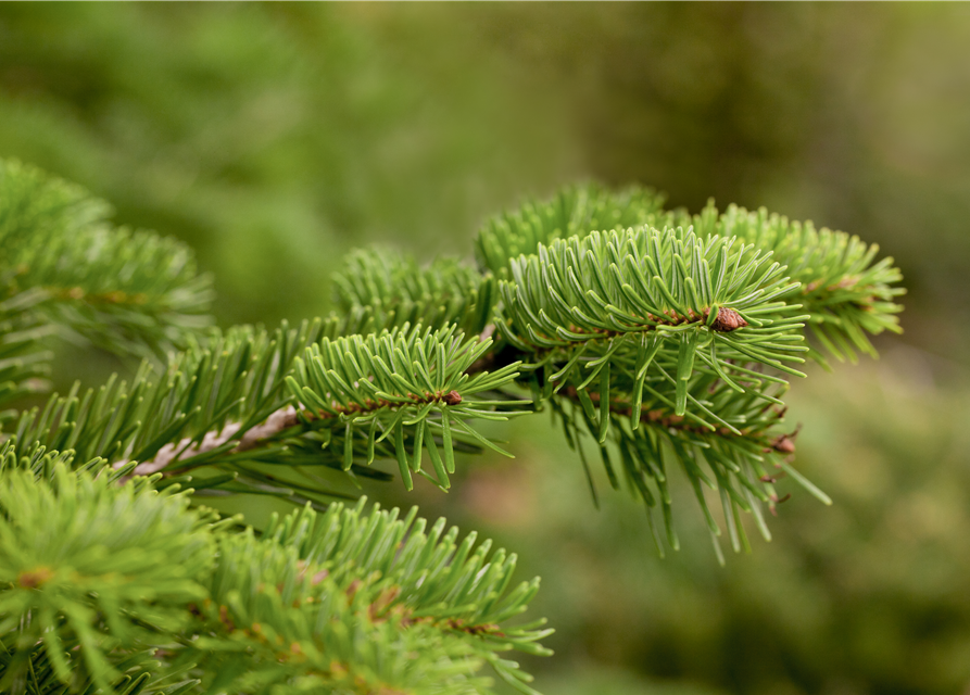 Abies nordmanniana