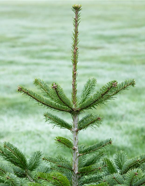 Abies nordmanniana