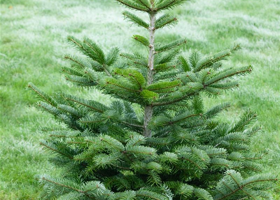 Abies nordmanniana