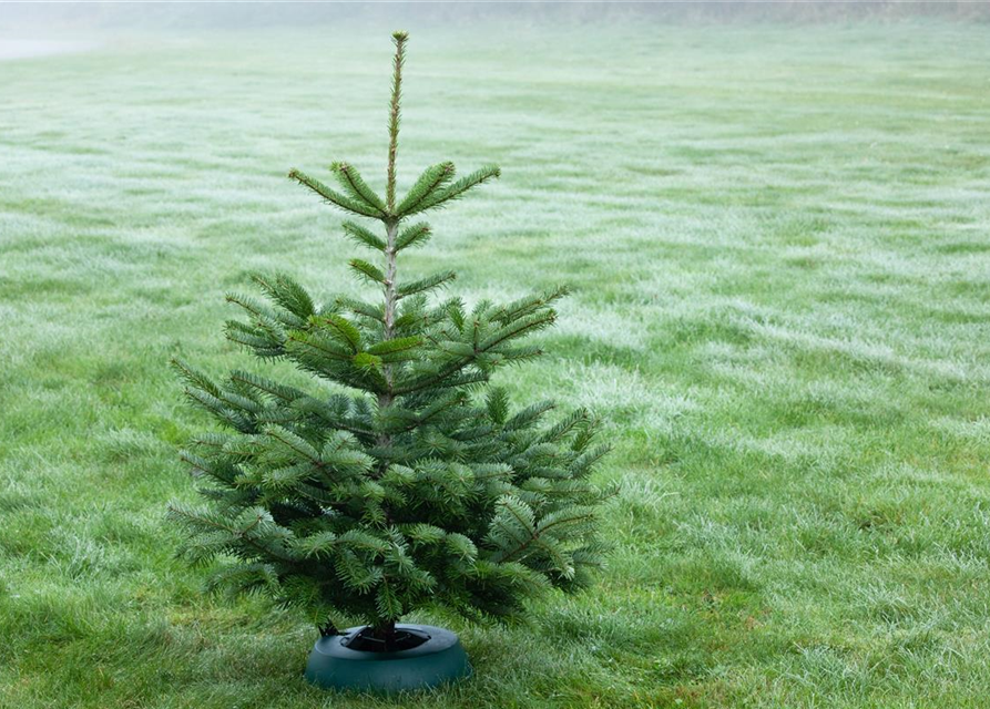 Abies nordmanniana