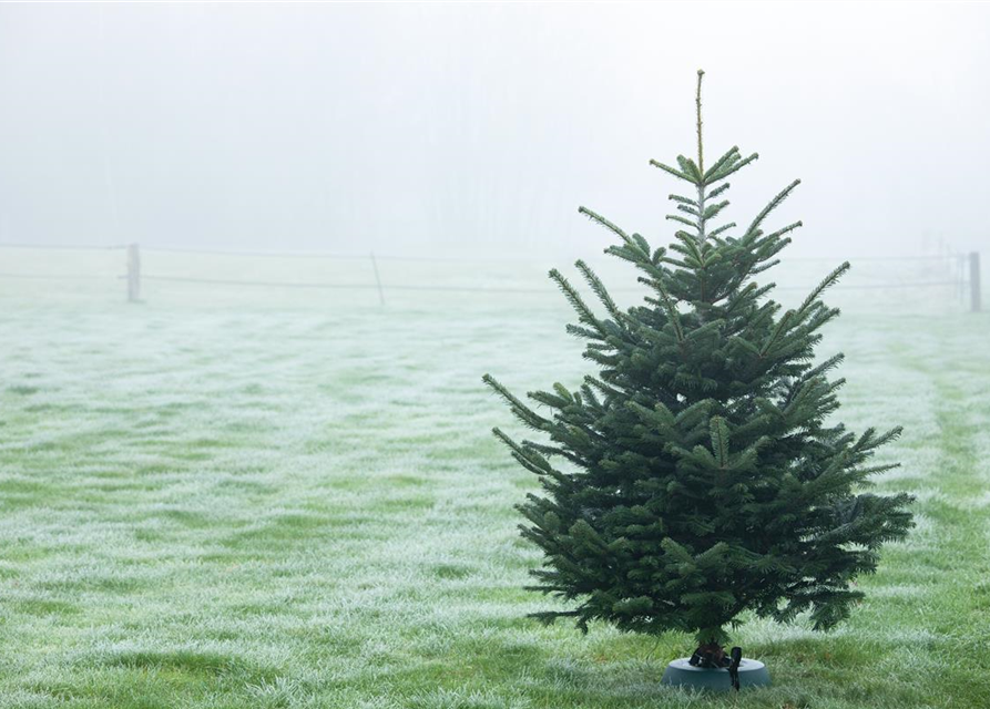 Abies nordmanniana