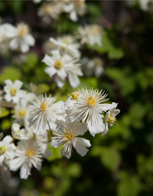 Waldrebe 'Summer Snow'