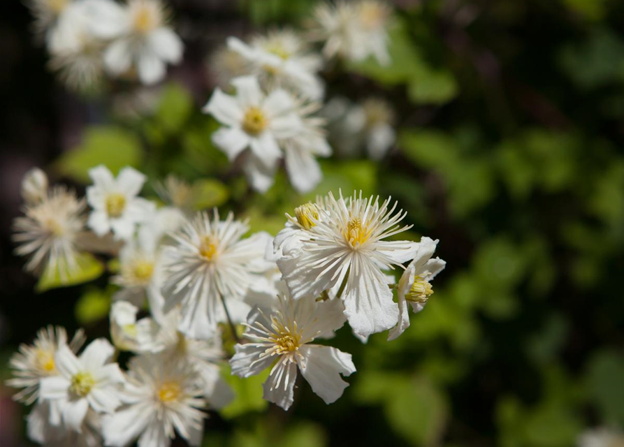 Waldrebe 'Summer Snow'