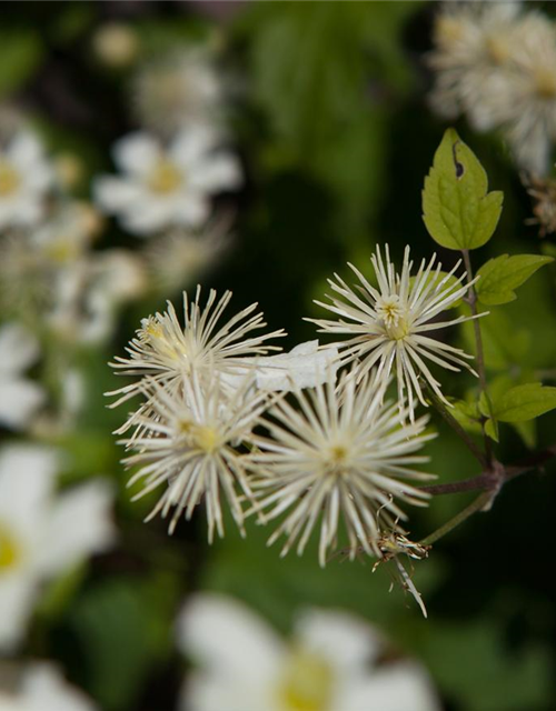 Waldrebe 'Summer Snow'