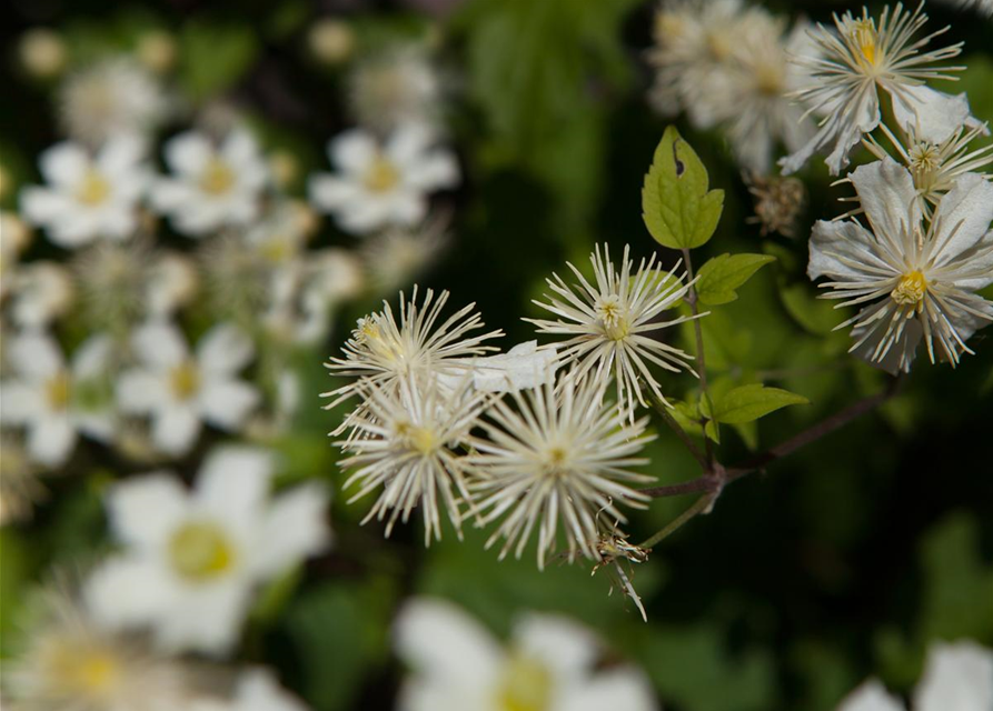 Waldrebe 'Summer Snow'