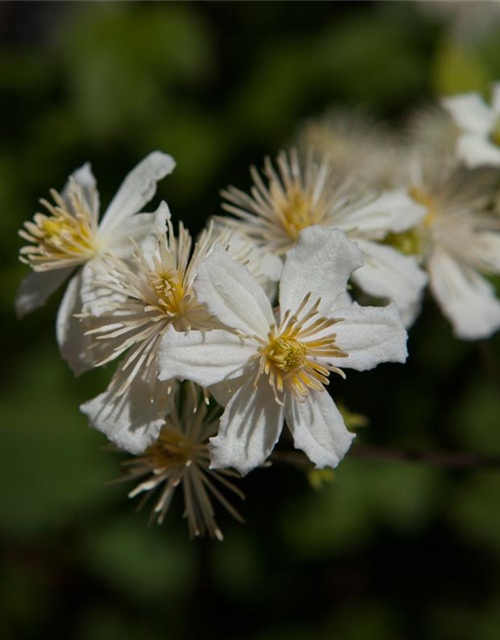 Waldrebe 'Summer Snow'