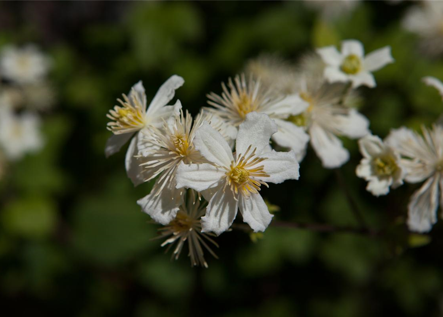 Waldrebe 'Summer Snow'